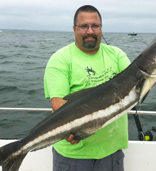 Fishing Cobia in Chesapeake! 